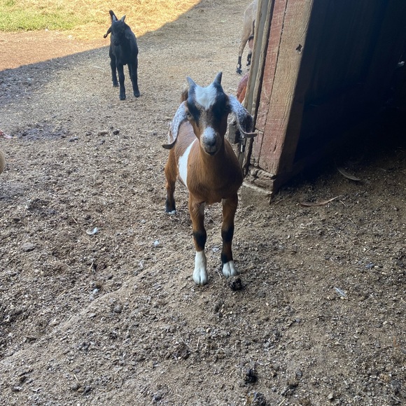 Meet your Posher, Alicia - Picture 4 of 9